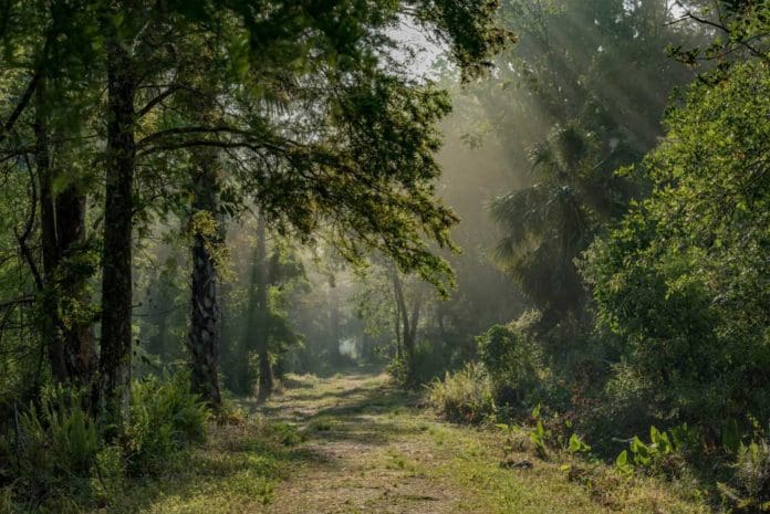 Turkey Hunting in Florida - Sunrise in the Everglades - Hunting Magazine