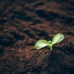 green-plant-growing-in-good-soil-banner-with-copy-DGFVQ5D.jpg