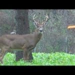 20-kills-in-20-minutes-ultimate-hunting-highlights