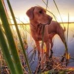 Ducking Hunting Season with Danielle Fairman & Duck Dog Bandit