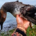 Ducking Hunting Season with Danielle Fairman & Duck Dog Bandit