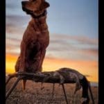 Ducking Hunting Season with Danielle Fairman & Duck Dog Bandit