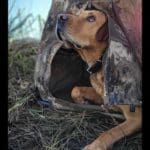 Ducking Hunting Season with Danielle Fairman & Duck Dog Bandit