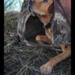 Ducking Hunting Season with Danielle Fairman & Duck Dog Bandit