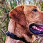 Ducking Hunting Season with Danielle Fairman & Duck Dog Bandit