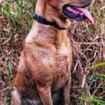 Ducking Hunting Season with Danielle Fairman & Duck Dog Bandit