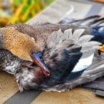 Ducking Hunting Season with Danielle Fairman & Duck Dog Bandit