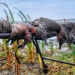 Ducking Hunting Season with Danielle Fairman & Duck Dog Bandit