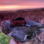 Ducking Hunting Season with Danielle Fairman & Duck Dog Bandit
