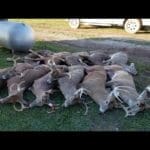 deer-hunting-action