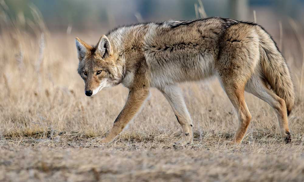 A Coyote Hunting Guide: Tips From An Expert - Hunting Magazine