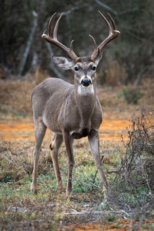 Range Finders Help with Bowhunters with Distace of Whitetail Deer Hunting - Hunting Magazine