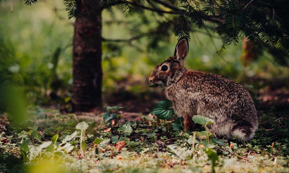 Coyotes are predators, and their primary prey is small mammals such as rabbits and rodents - Hunting Magazine