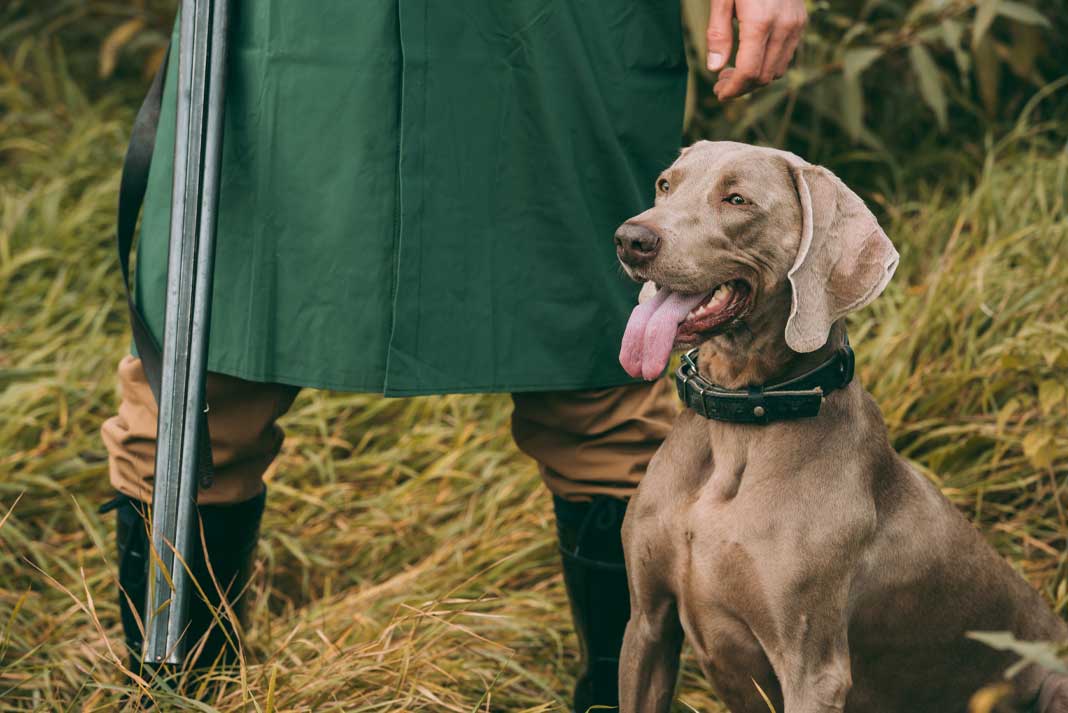 Female Hunting Dog Names - Massive List of 400+ Female Dog Names - Hunting Magazine