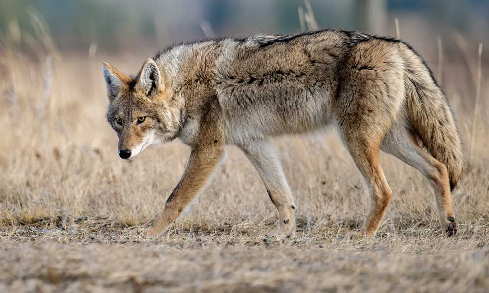 Tips for Coyote Hunting: How to Bag More Coyotes - Hunting Magazine