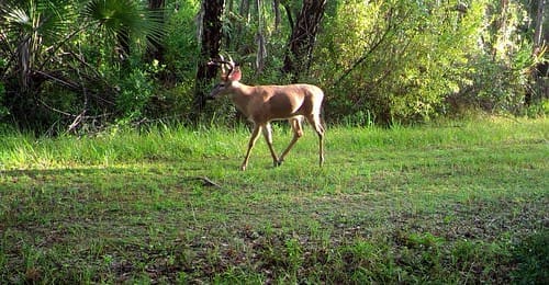 Buck in Corkscrew Marsh