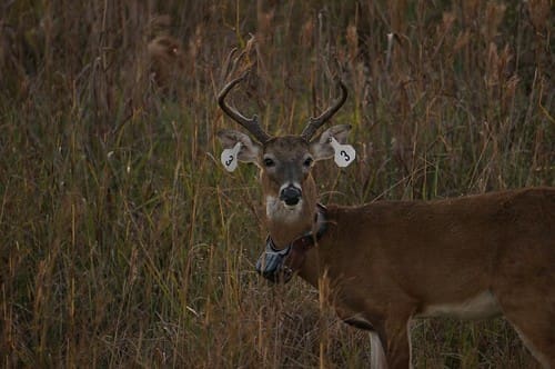 Tagged refuge buck
