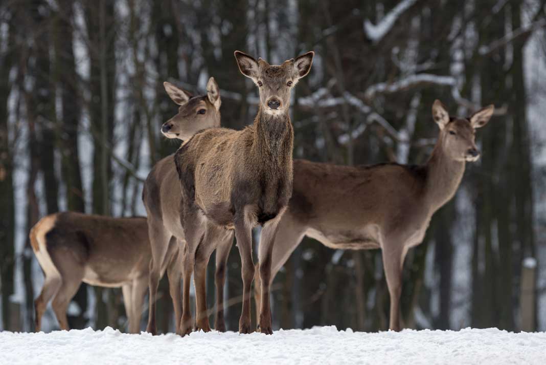 Hunting Helps Control The Population of Certain Animals