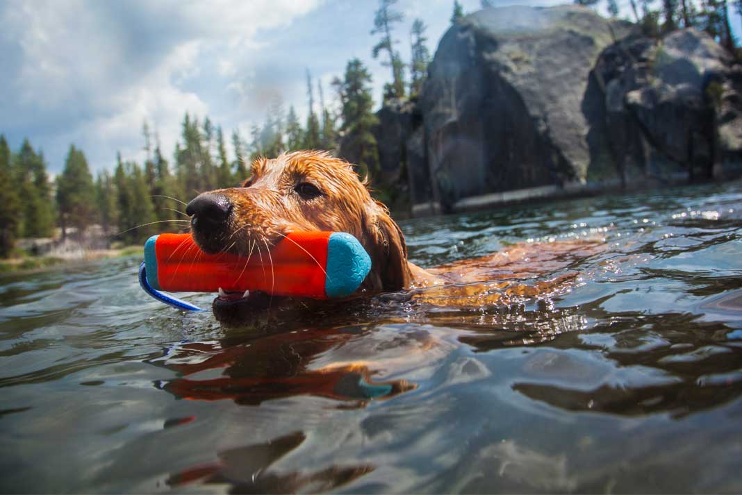 The Big List of The Best Toys For Hunting Dogs - Hunting Magazine