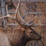 Mid rut, this Bull elk bugles out and listens as he continues on his way to find a partner.