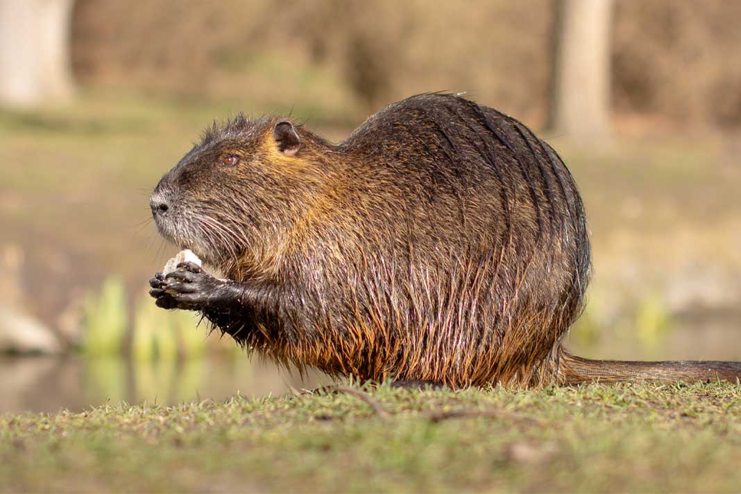 Nutria Myocastor coypus or river rat the wild near the river - Hunting Magazine