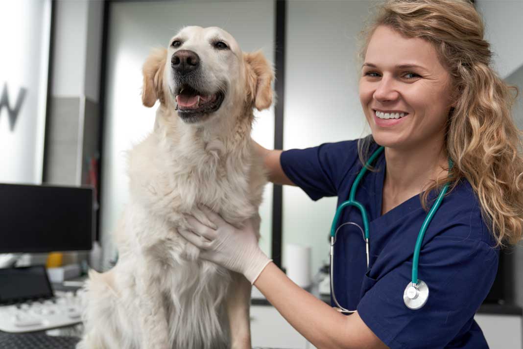 Science Behind CBD for Dogs and How CBD for Dogs Can Help to Ease Anxiety in Dogs - Hunting Magazine