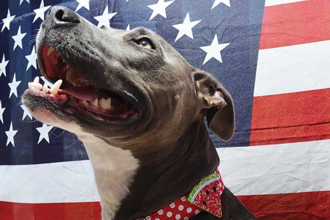 Top 7 Hunting Dog Pet Safety Tips for a Happy Fourth of July - Hunting Magazine