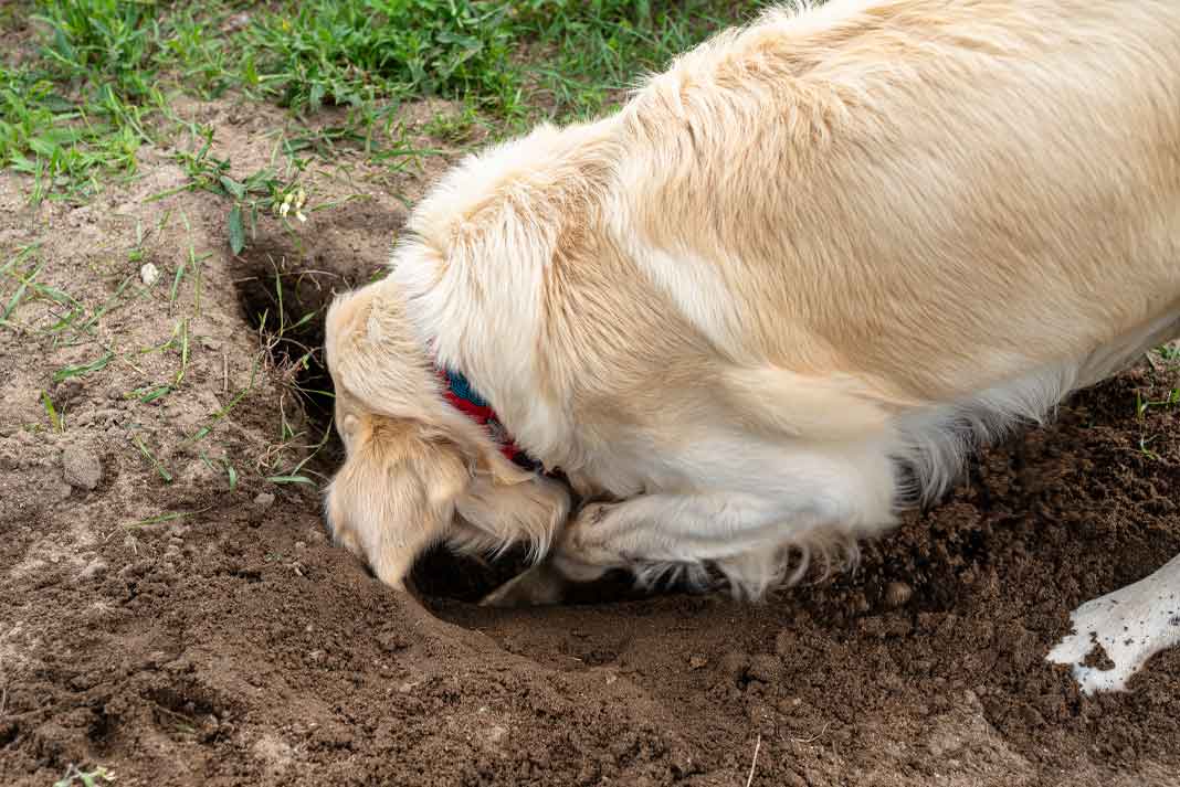 Hunting Dog Digging Holes from Boredom - Hunting Magazine Hunting Dog Digging Holes from Boredom - Hunting Magazine