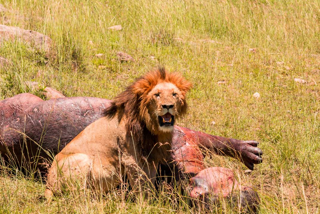 Hunting African Lion in Africa - Hunting Magazine