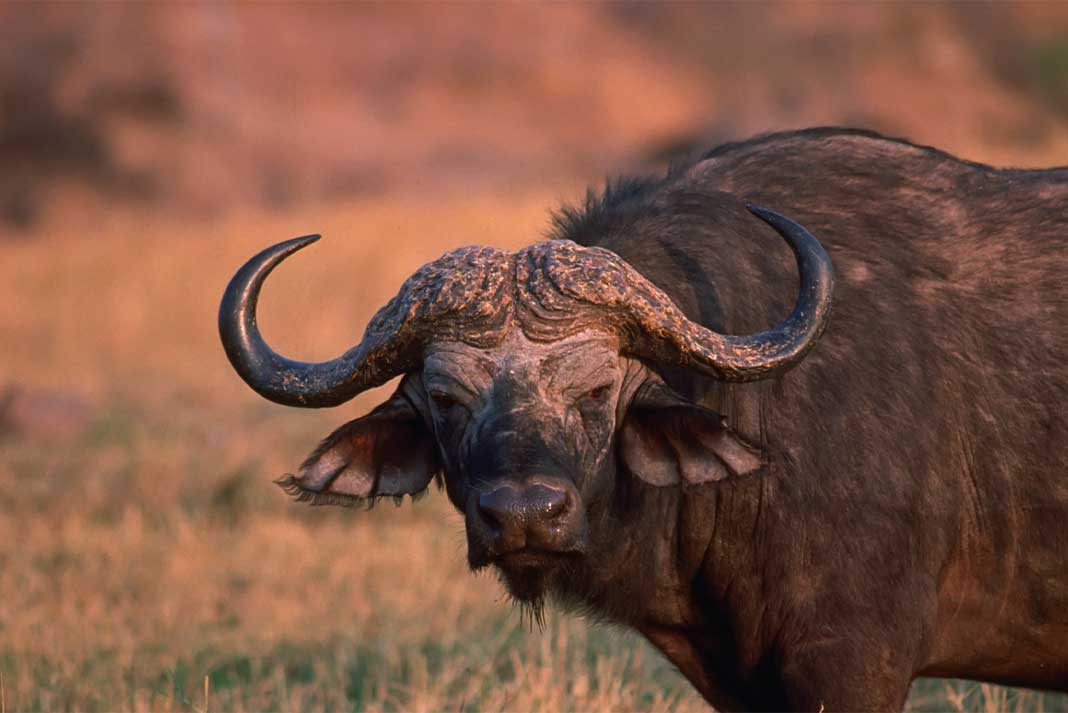Hunting Cape Buffalo in Africa - Hunting Magazine