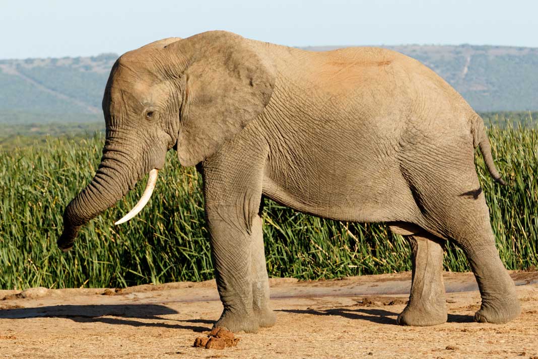 Hunting Elephant in Africa - Hunting-Magazine
