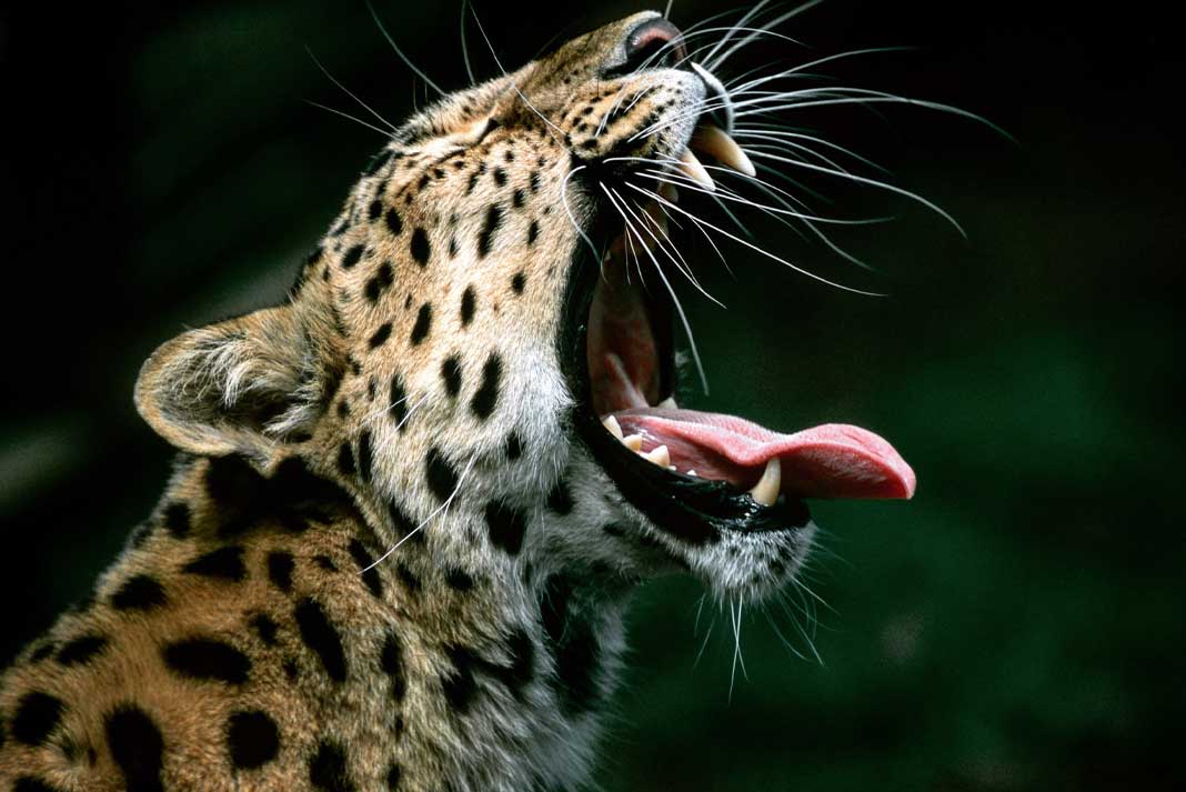 Hunting Leopard in Africa - Hunting Magazine