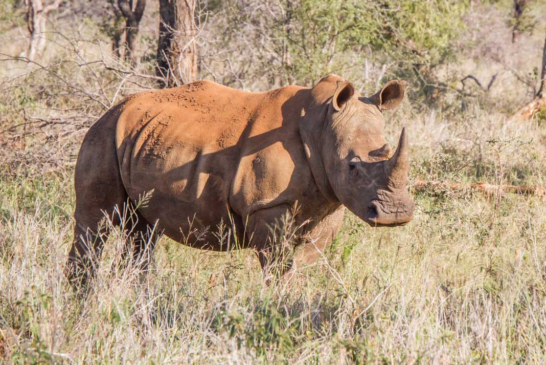 Hunting Rhino in Africa - Hunting Magazine