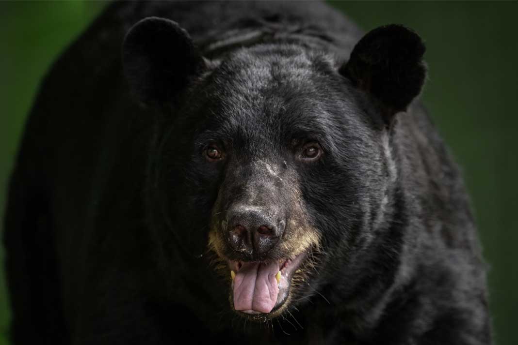 Fall Bear Hunting Tips - Hunting Magazine