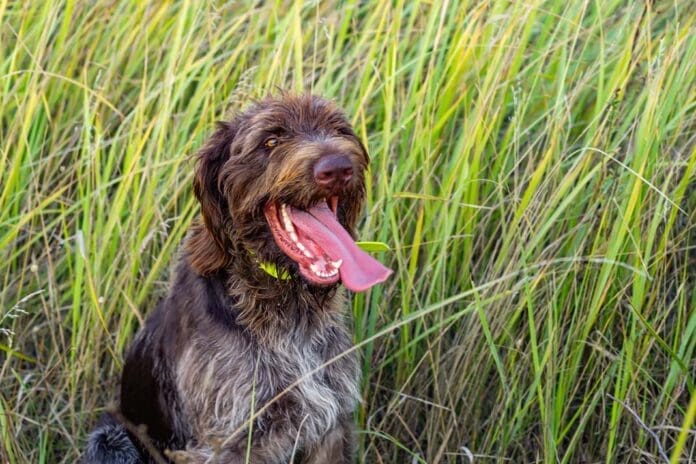 On the hunt for adventure, one wag at a time! 🐾