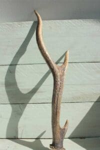Hunting for Shed Deer Antlers - Hunting Magazine