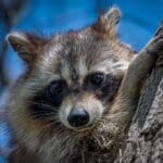 Raccoon-Hunting—Hunting-Magazine