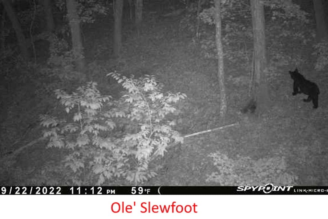 Ole' Slewfoot - Black Bear on Trail Camera - Hunting Magazine