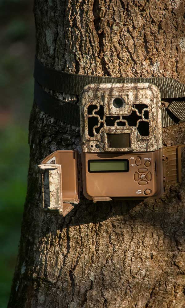 What Are The Most Important Features for a Deer Hunting Trail Camera?