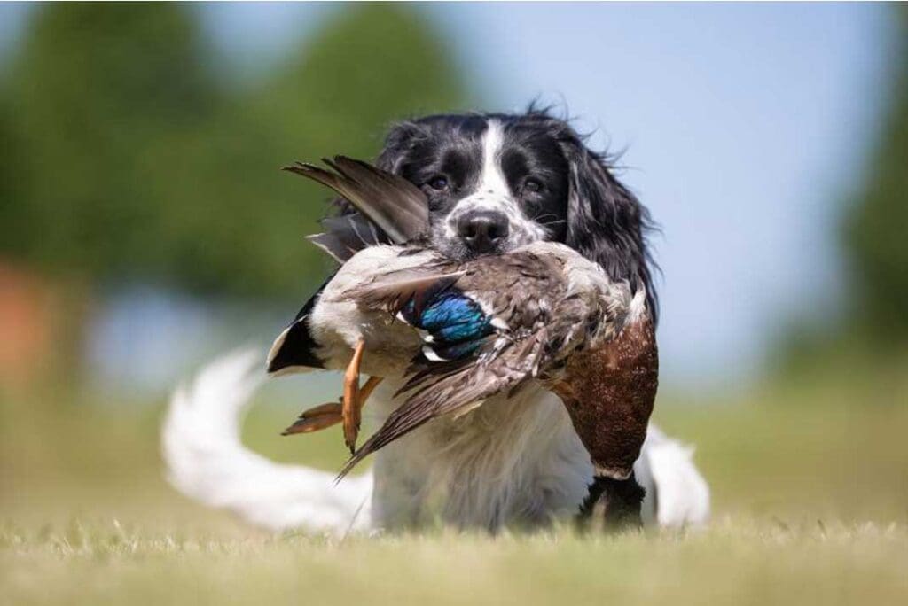Bird Hunting Dog - Hunting Magazine