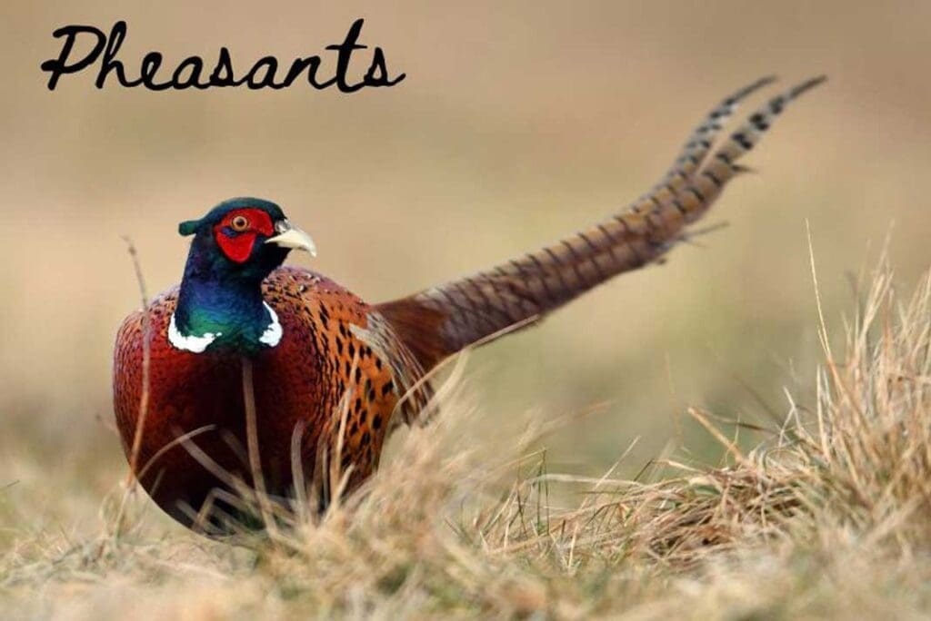 Pheasant Hunting - Hunting Magazine
