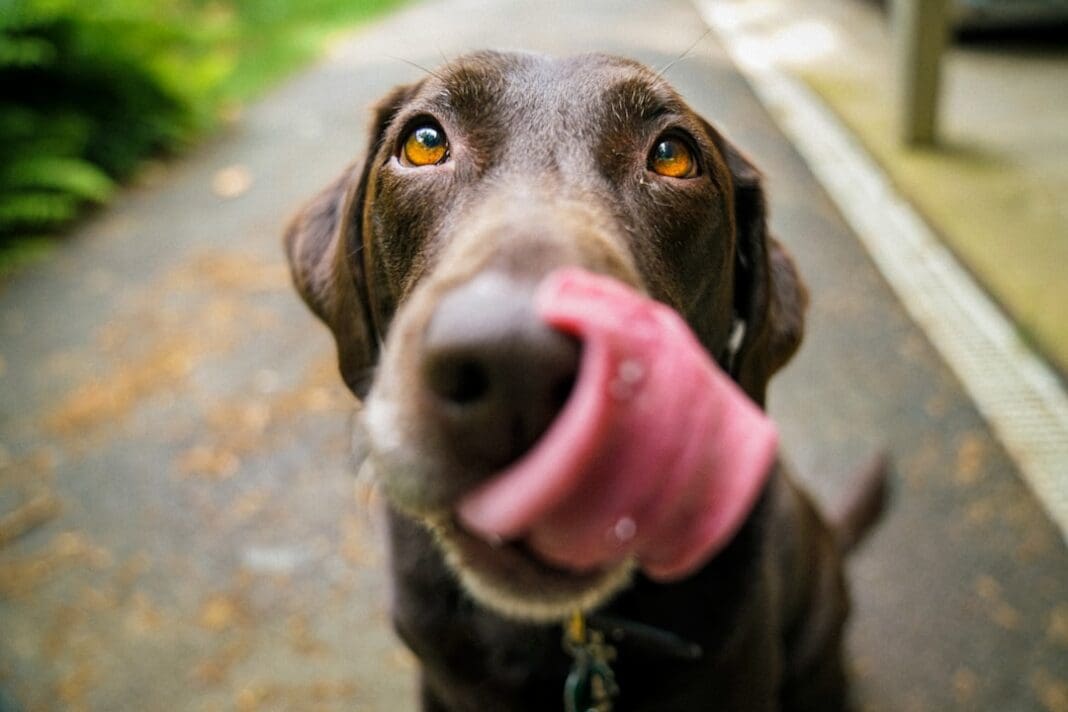 What do hunting dogs eat in the wild?