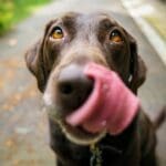 What do hunting dogs eat in the wild?