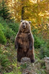 Grizzly Bear Standing Up in Woods