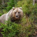 Bear in yellow forest. Autumn trees with bear, Ursus arctos, fall colours