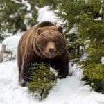 Wild brown bear in winter forest