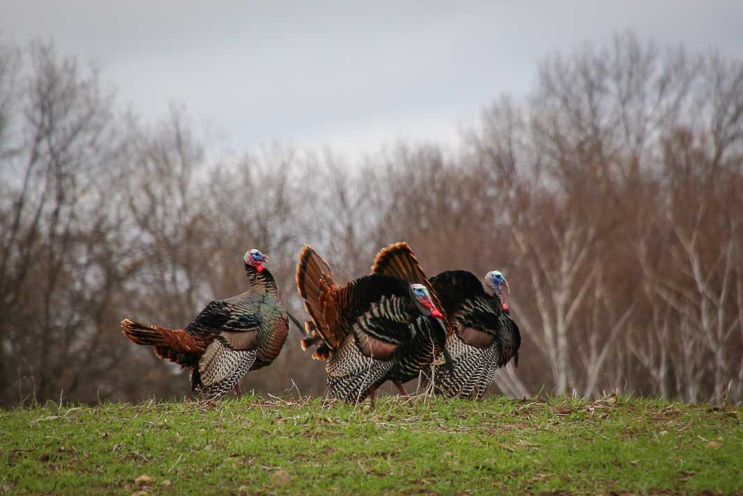 The Ultimate Guide to Turkey Hunting: Tips and Techniques