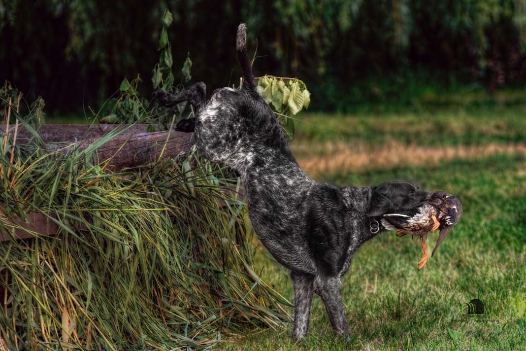 Water Trials for Hunting Dogs in Tě&scaron;any, Moravia Photography by Adam Simandel (100)