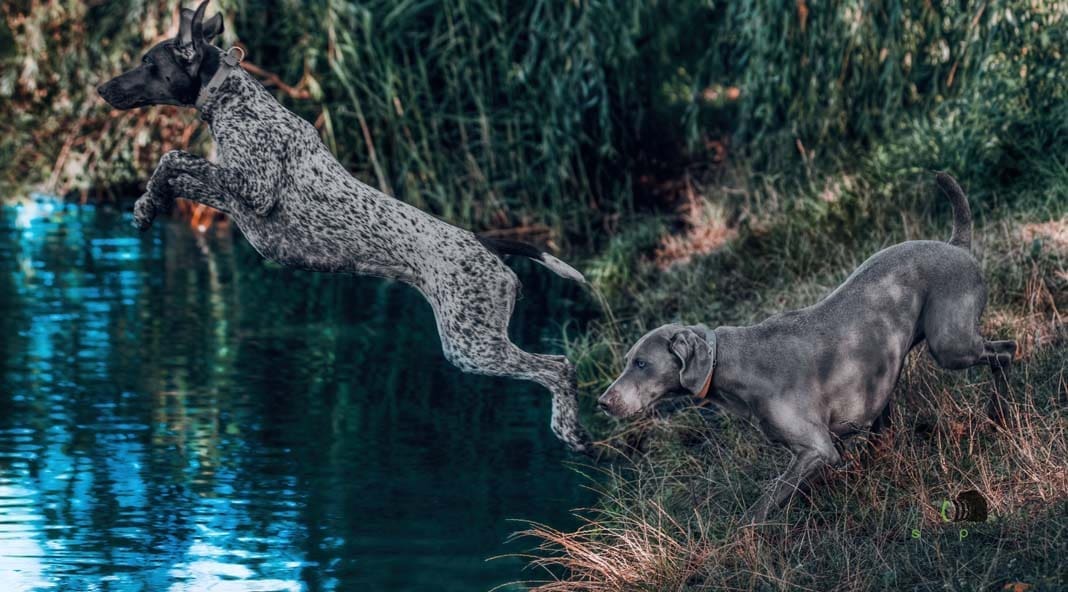 Water Trials for Hunting Dogs in Tě&scaron;any, Moravia Photography by Adam Simandel (101)