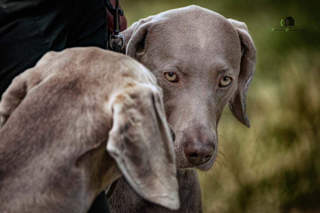 Water Trials for Hunting Dogs in Tě&scaron;any, Moravia Photography by Adam Simandel (103)